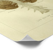 1886 Vintage Anatomie des menschlichen Gehirns Poster (Ecke)