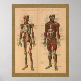 1888 Skelett Muskelanatomie Vintage Poster