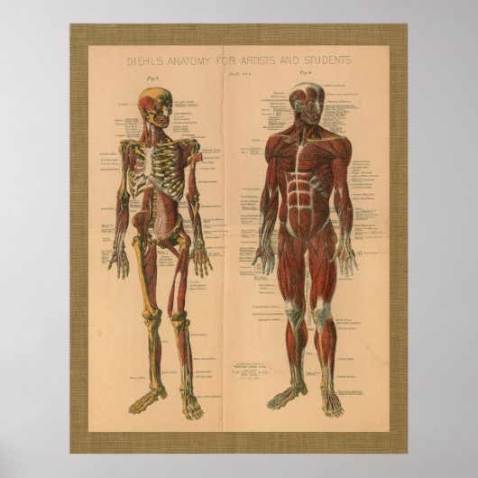 1888 Skelett Muskelanatomie Vintage Poster (Vorne)