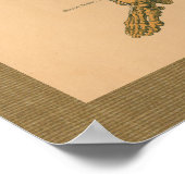 1888 Skelett Muskelanatomie Vintage Poster (Ecke)