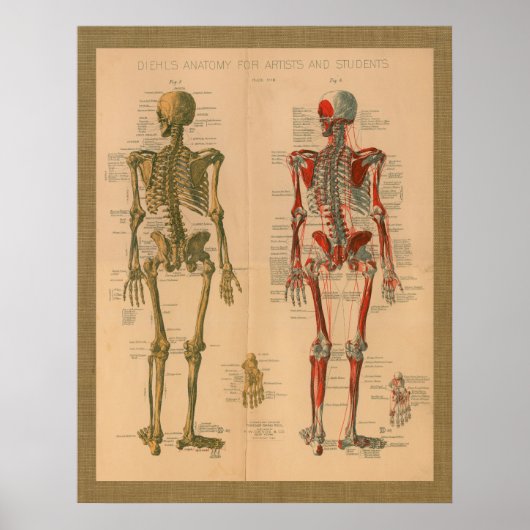 1888 Skelett Muskelanatomie Vintage Poster (Vorne)