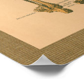 1888 Skelett Muskelanatomie Vintage Poster (Ecke)