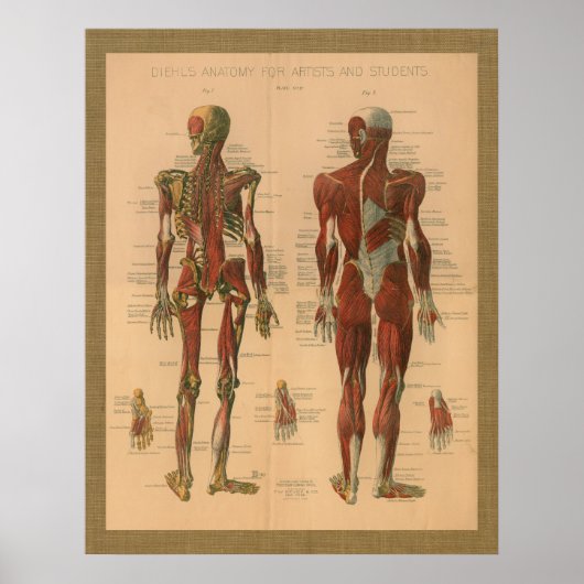 1888 Skelettmuskelanatomie Vintage Poster (Vorne)