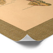 1888 Skelettmuskelanatomie Vintage Poster (Ecke)