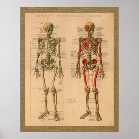 1888 Skelettmuskelansatz Anatomie Poster (Vorne)
