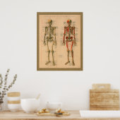 1888 Skelettmuskelansatz Anatomie Poster (Küche)