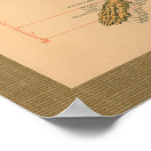 1888 Skelettmuskelansatz Anatomie Poster (Ecke)