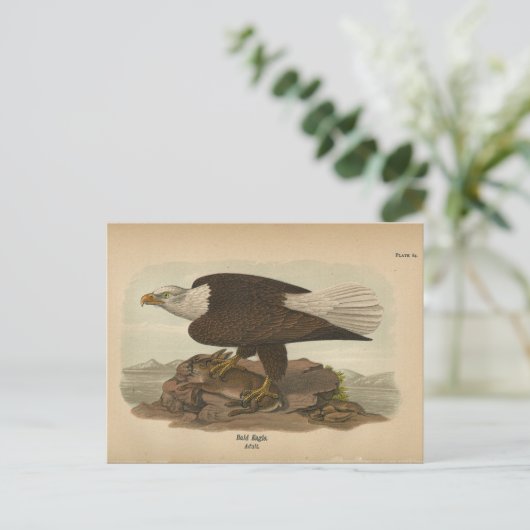 1890 Bird Bald Eagle Postkarte (Stehend Vorderseite)