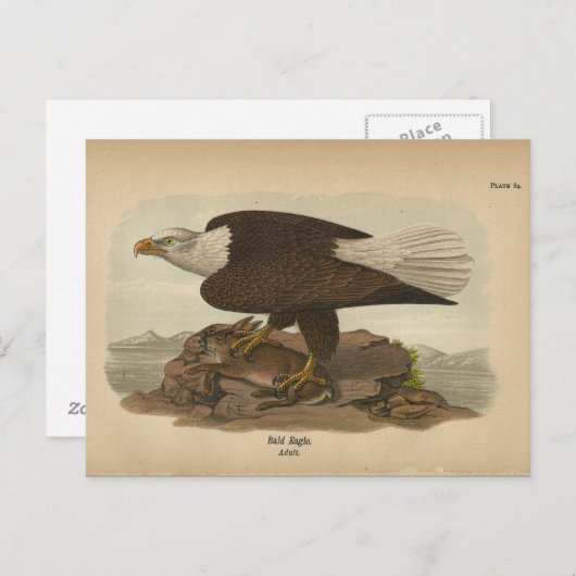 1890 Bird Bald Eagle Postkarte (Vorne/Hinten)