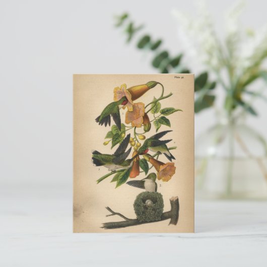 1890 Bird Postcard Ruby-throated Hummingbird Postkarte (Stehend Vorderseite)