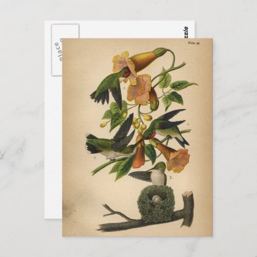 1890 Bird Postcard Ruby-throated Hummingbird Postkarte (Vorne/Hinten)