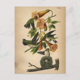 1890 Bird Postcard Ruby-throated Hummingbird Postkarte