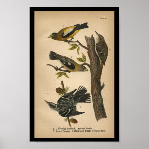 1890 Bird Print Abend Grosbeak Poster