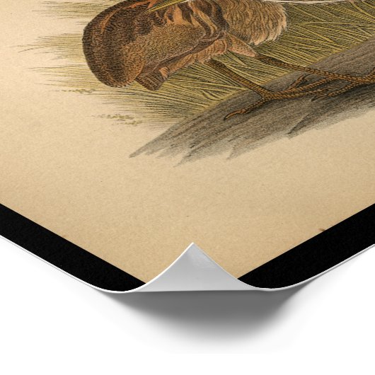 1890 Bird Print American Bittern Poster (Ecke)