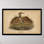 1890 Bird Print American Bittern Poster (Vorne)