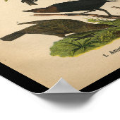 1890 Bird Print American Crow Poster (Ecke)