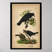 1890 Bird Print American Crow Poster (Vorne)
