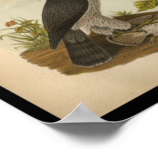 1890 Bird Print American Goshawk Poster (Ecke)