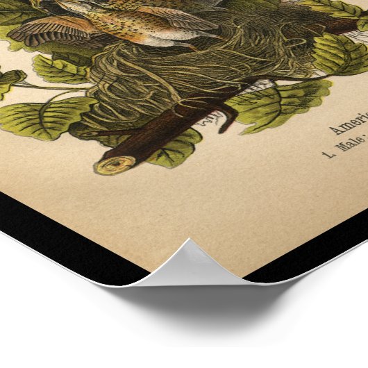 1890 Bird Print American Robin Poster (Ecke)