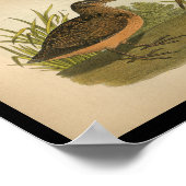 1890 Bird Print American Woodcock Poster (Ecke)