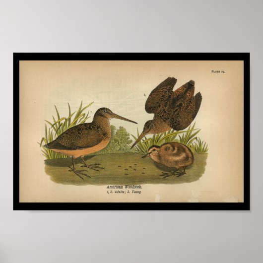 1890 Bird Print American Woodcock Poster (Vorne)