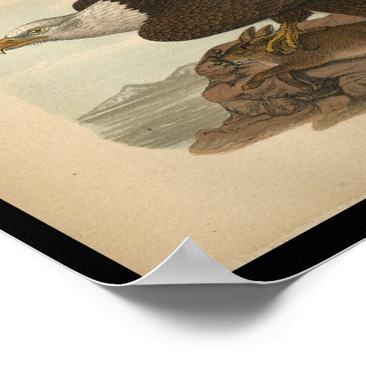 1890 Bird Print Bald Eagle Poster (Ecke)