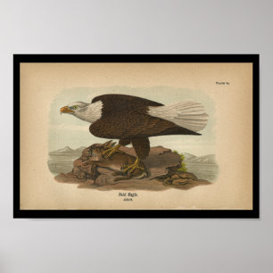 1890 Bird Print Bald Eagle Poster