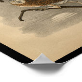 1890 Bird Print Barn Owls Poster (Ecke)