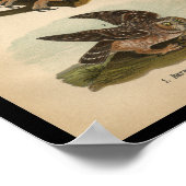 1890 Bird Print Barred Owl Poster (Ecke)