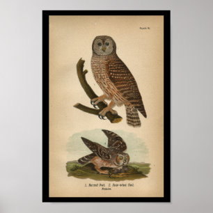 1890 Bird Print Barred Owl Poster