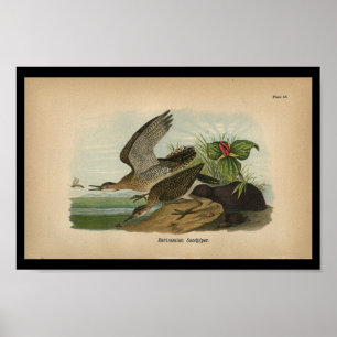 1890 Bird Print Bartramian Sandpiper Poster
