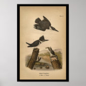 1890 Bird Print Belted Kingfisher Poster (Vorne)