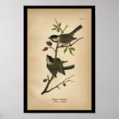 1890 Bird Print Blackcap Titmouse Poster (Vorne)