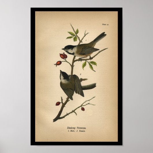 1890 Bird Print Blackcap Titmouse Poster (Vorne)