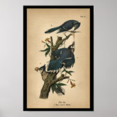 1890 Bird Print Blue Jay Poster (Vorne)