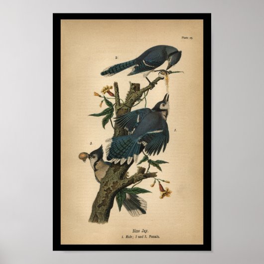 1890 Bird Print Blue Jay Poster (Vorne)