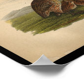 1890 Bird Print Bob-White Quail Poster (Ecke)