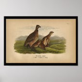 1890 Bird Print Bob-White Quail Poster (Vorne)