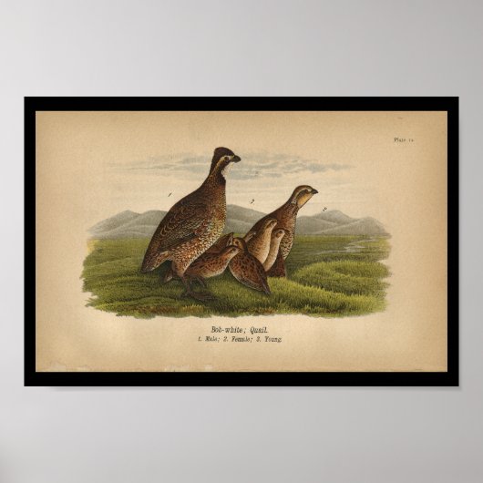 1890 Bird Print Bob-White Quail Poster (Vorne)