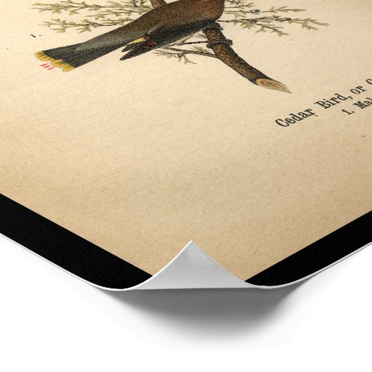 1890 Bird Print Cedar Bird Poster (Ecke)
