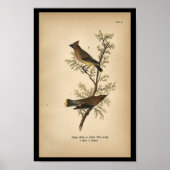 1890 Bird Print Cedar Bird Poster (Vorne)