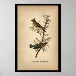 1890 Bird Print Cedar Bird Poster