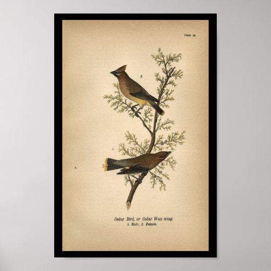 1890 Bird Print Cedar Bird Poster (Vorne)