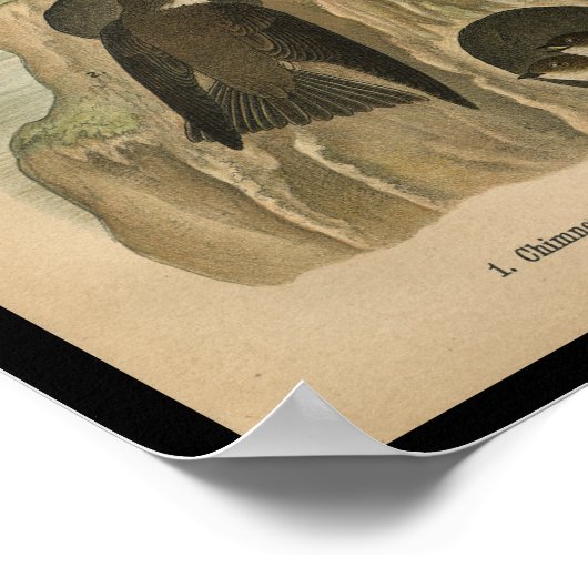 1890 Bird Print Chimney Swift Poster (Ecke)