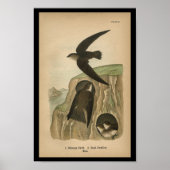 1890 Bird Print Chimney Swift Poster (Vorne)