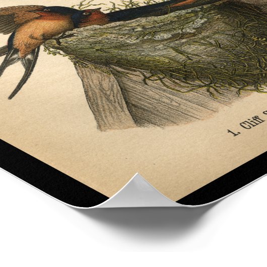 1890 Bird Print Cliff und Barn Swallows Poster (Ecke)