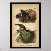 1890 Bird Print Cliff und Barn Swallows Poster (Vorne)