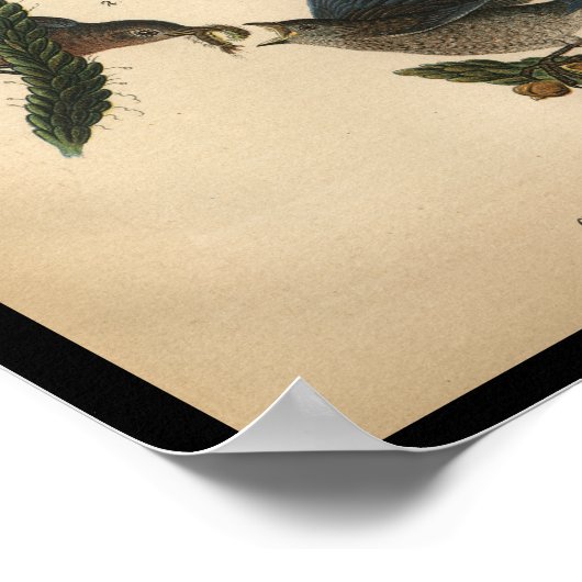 1890 Bird Print Common Blue Bird Poster (Ecke)