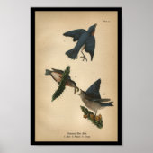 1890 Bird Print Common Blue Bird Poster (Vorne)