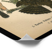 1890 Bird Print Cooper's Hawk Poster (Ecke)